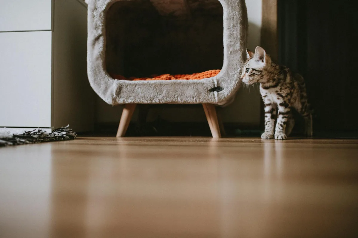 落ち着ける場所で休む子猫、初めて猫を迎える家のイメージ