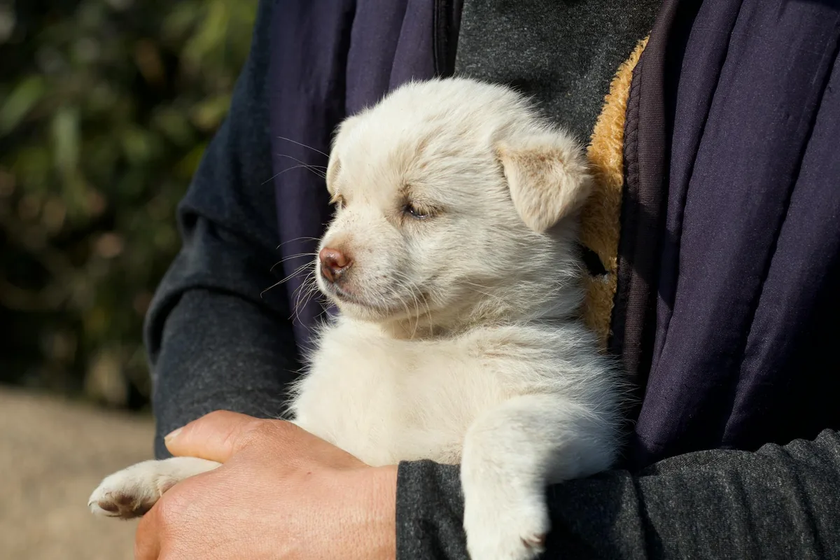 子犬を初めて家族に迎える人の様子、初めて犬を飼うイメージ