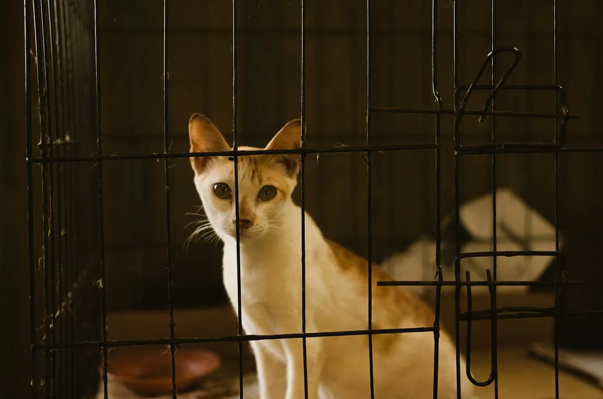 ケージの中で安心して過ごす子猫