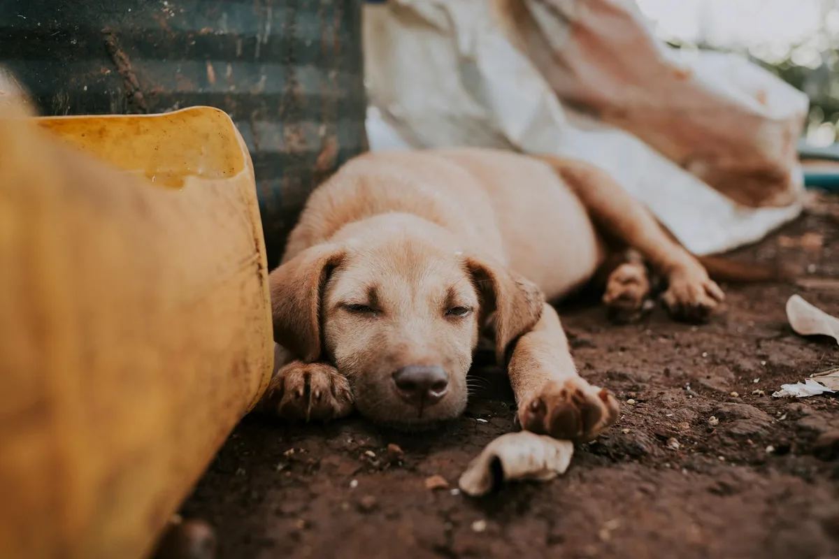 クレートで静かに休む子犬、留守番に慣らすイメージ