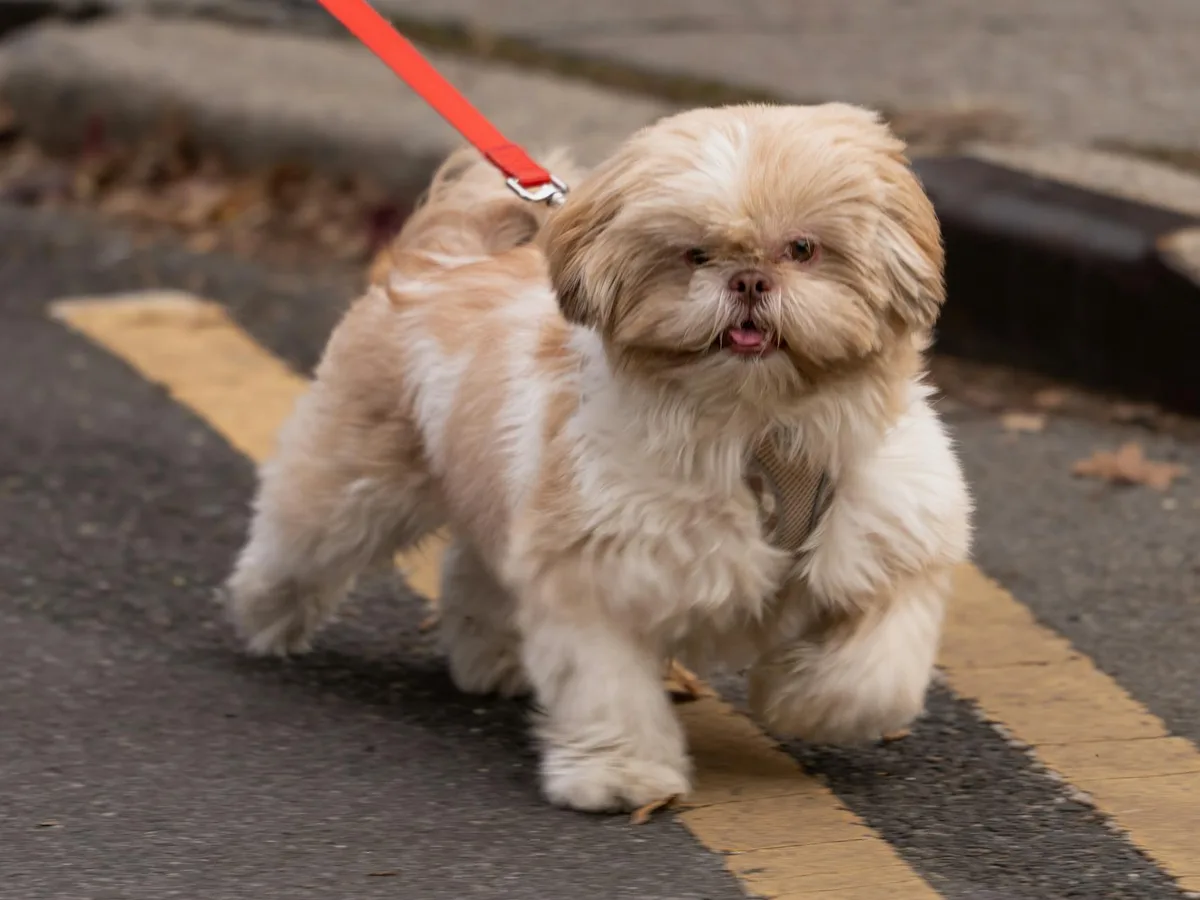 リードをつけて散歩デビューする子犬