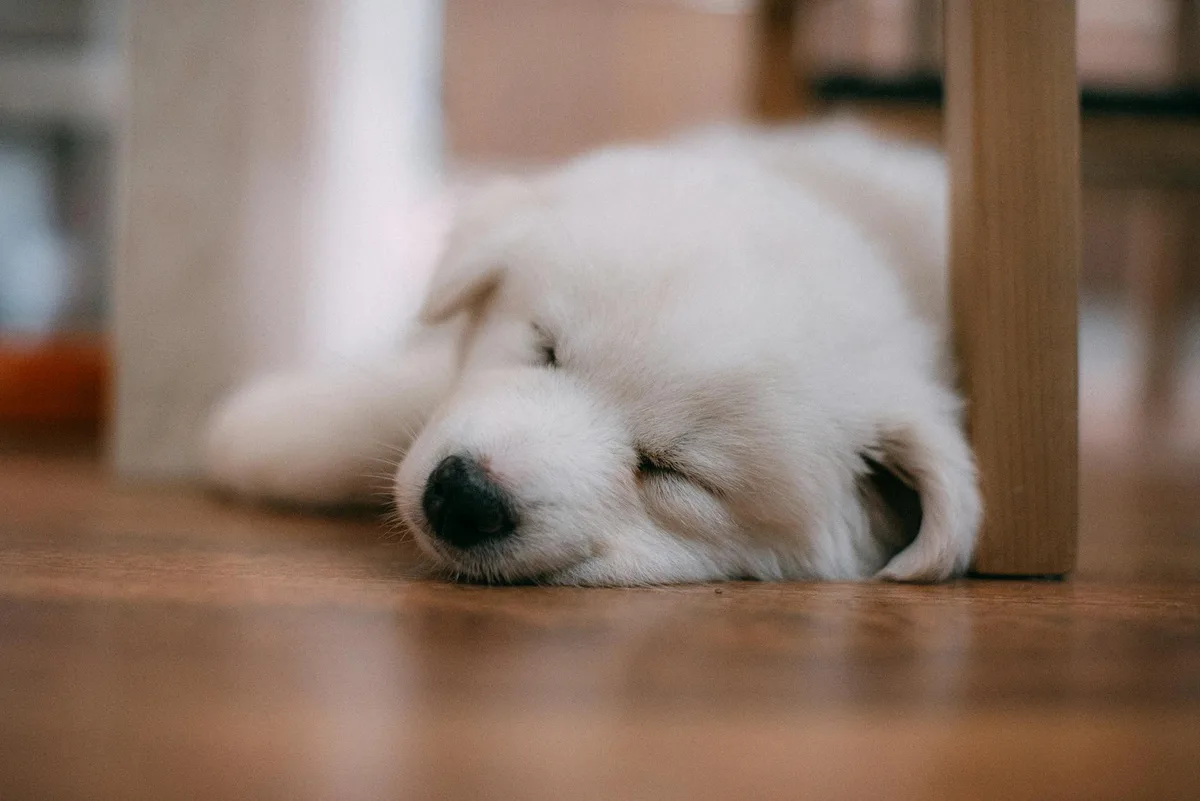 落ち着いて眠る子犬、初日から数日の過ごし方のイメージ
