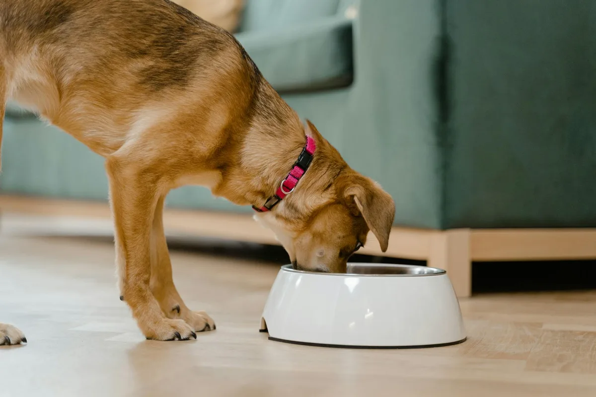 早食い防止用の食器でゆっくり食事をする犬