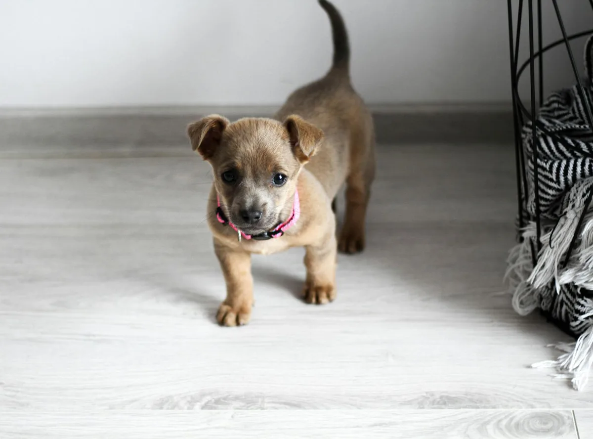 新しい家に迎えられた子犬と子猫の暮らし、お迎え準備のイメージ